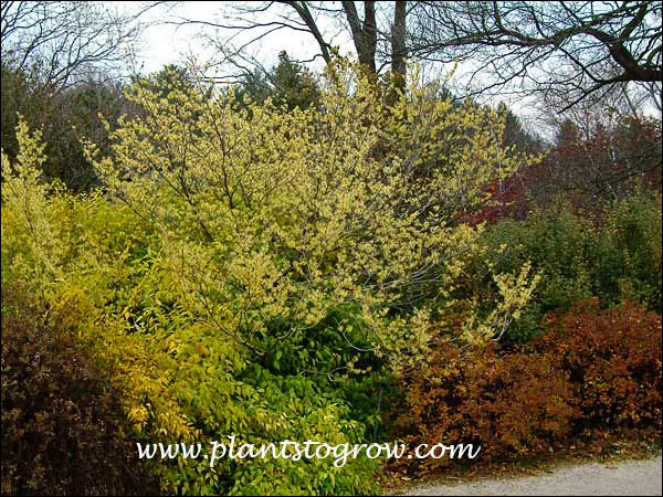 A plant that was about 7-8 feet tall by equal spread. This plant is growing with a large Kerria japonica (yellow/green foliage)(early November)